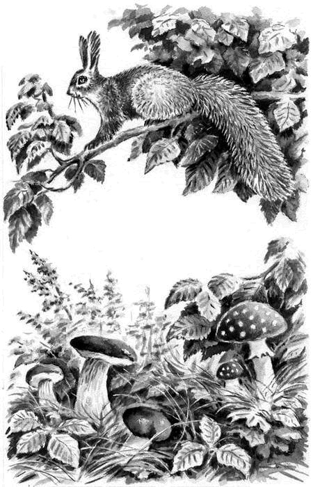 Иллюстрация к книге — Длиннохвостые разбойники [i_002.jpg]