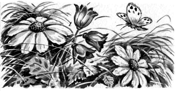 Иллюстрация к книге — Длиннохвостые разбойники [i_003.jpg]