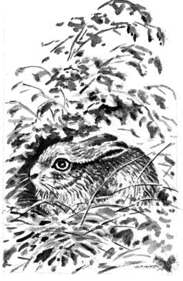 Иллюстрация к книге — Длиннохвостые разбойники [i_012.jpg]