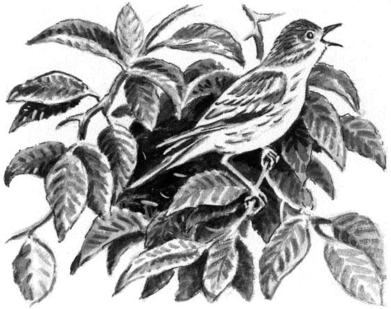 Иллюстрация к книге — Длиннохвостые разбойники [i_015.jpg]