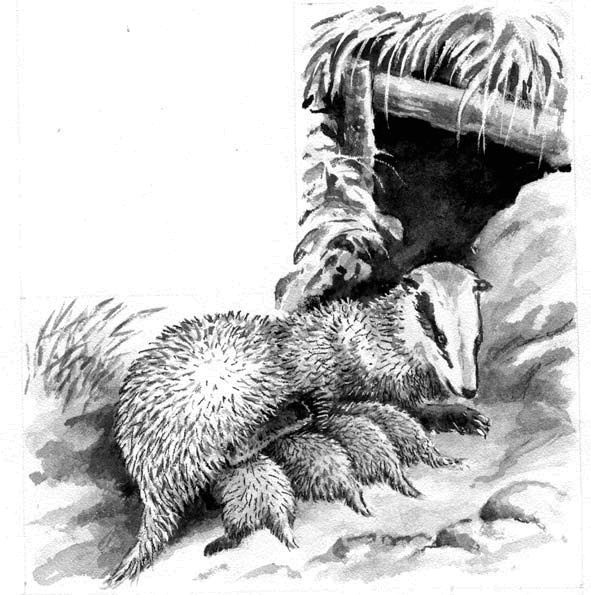 Иллюстрация к книге — Длиннохвостые разбойники [i_019.jpg]