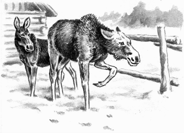 Иллюстрация к книге — Длиннохвостые разбойники [i_024.jpg]