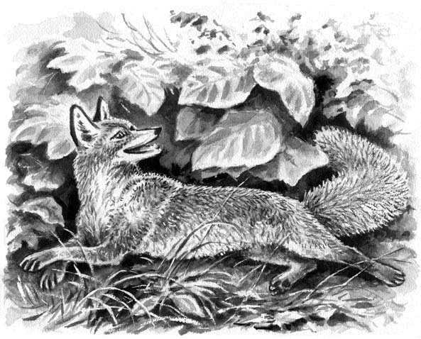 Иллюстрация к книге — Длиннохвостые разбойники [i_031.jpg]