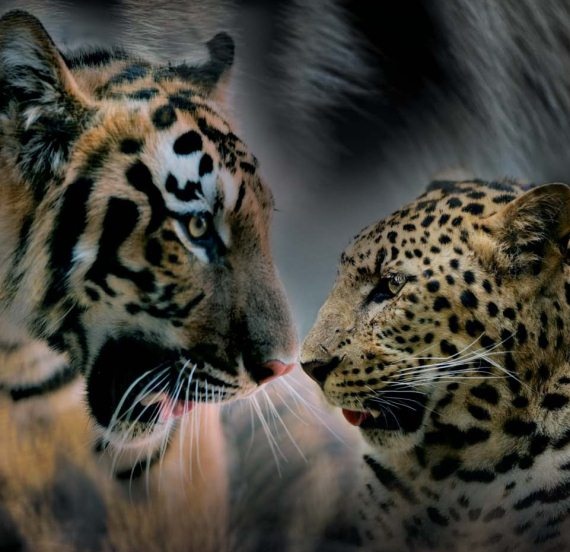 Иллюстрация к книге — Полосатая кошка, пятнистая кошка [i_001.jpg]