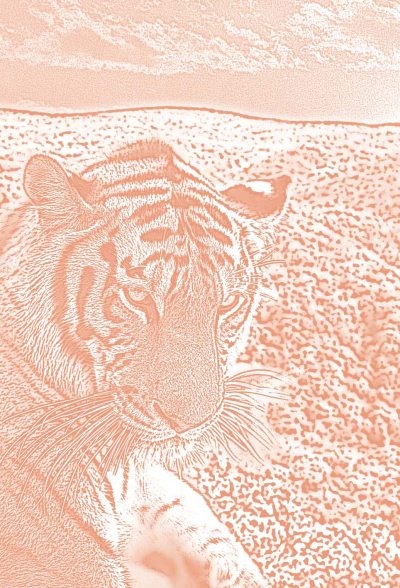 Иллюстрация к книге — Полосатая кошка, пятнистая кошка [i_002.jpg]