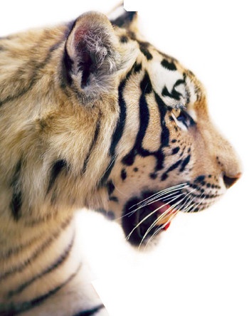 Иллюстрация к книге — Полосатая кошка, пятнистая кошка [i_004.jpg]