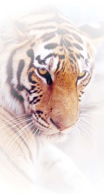 Иллюстрация к книге — Полосатая кошка, пятнистая кошка [i_010.jpg]