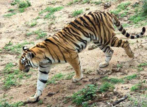 Иллюстрация к книге — Полосатая кошка, пятнистая кошка [i_013.jpg]