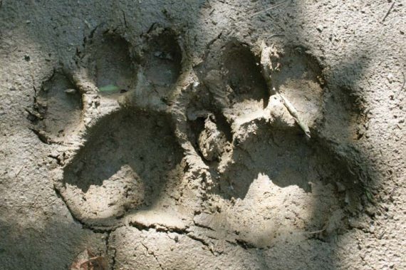 Иллюстрация к книге — Полосатая кошка, пятнистая кошка [i_014.jpg]