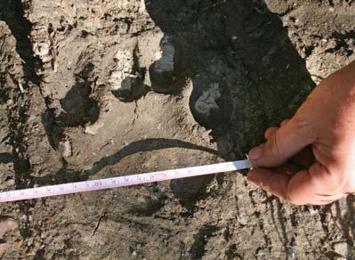 Иллюстрация к книге — Полосатая кошка, пятнистая кошка [i_015.jpg]