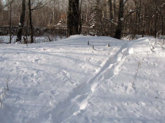 Иллюстрация к книге — Полосатая кошка, пятнистая кошка [i_017.jpg]