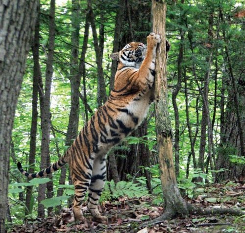 Иллюстрация к книге — Полосатая кошка, пятнистая кошка [i_018.jpg]