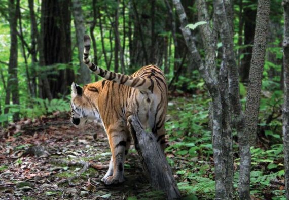 Иллюстрация к книге — Полосатая кошка, пятнистая кошка [i_019.jpg]