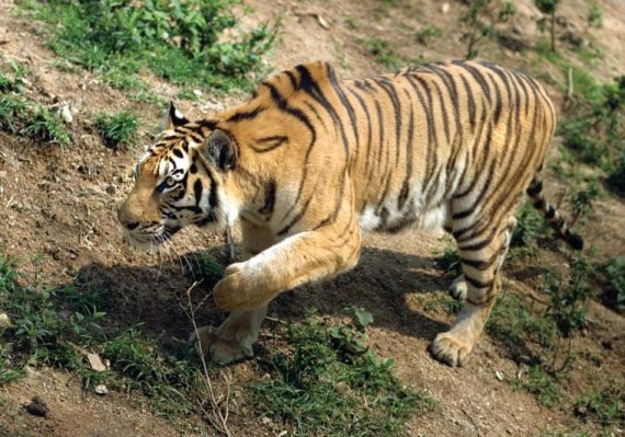 Иллюстрация к книге — Полосатая кошка, пятнистая кошка [i_021.jpg]