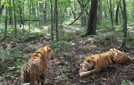 Иллюстрация к книге — Полосатая кошка, пятнистая кошка [i_024.jpg]