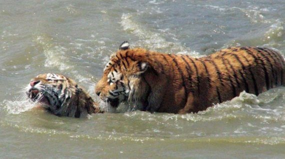 Иллюстрация к книге — Полосатая кошка, пятнистая кошка [i_025.jpg]