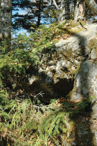 Иллюстрация к книге — Полосатая кошка, пятнистая кошка [i_027.jpg]