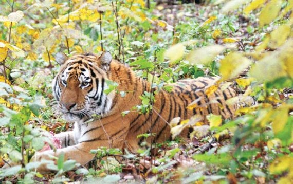 Иллюстрация к книге — Полосатая кошка, пятнистая кошка [i_029.jpg]