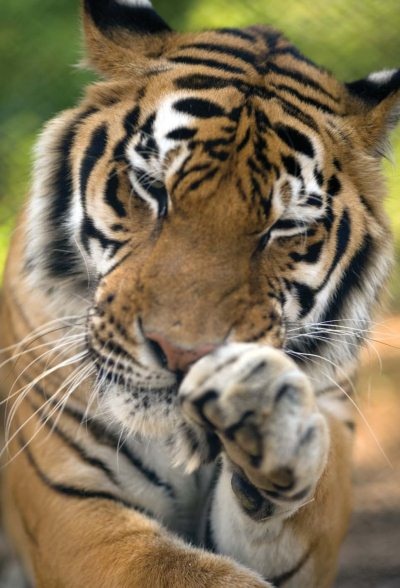 Иллюстрация к книге — Полосатая кошка, пятнистая кошка [i_035.jpg]