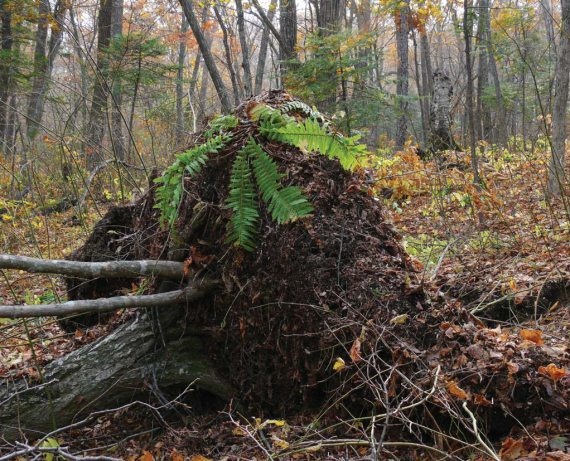 Иллюстрация к книге — Полосатая кошка, пятнистая кошка [i_036.jpg]