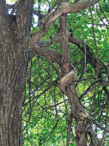 Иллюстрация к книге — Полосатая кошка, пятнистая кошка [i_040.jpg]