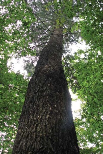 Иллюстрация к книге — Полосатая кошка, пятнистая кошка [i_042.jpg]