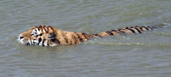 Иллюстрация к книге — Полосатая кошка, пятнистая кошка [i_043.jpg]