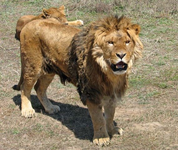 Иллюстрация к книге — Полосатая кошка, пятнистая кошка [i_050.jpg]