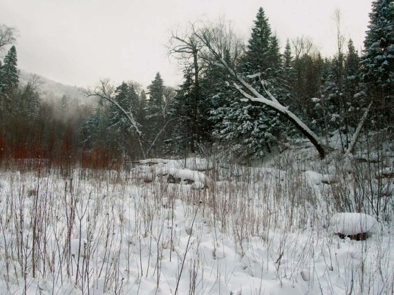 Иллюстрация к книге — Полосатая кошка, пятнистая кошка [i_055.jpg]