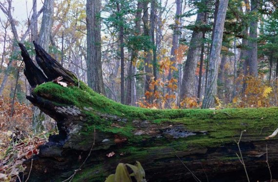 Иллюстрация к книге — Полосатая кошка, пятнистая кошка [i_056.jpg]