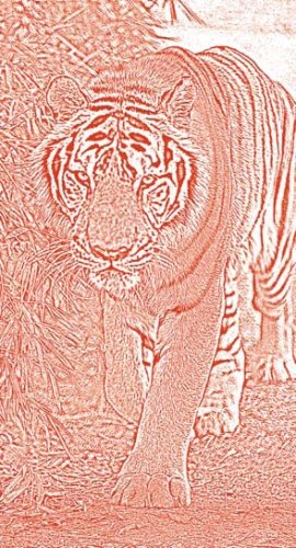 Иллюстрация к книге — Полосатая кошка, пятнистая кошка [i_057.jpg]