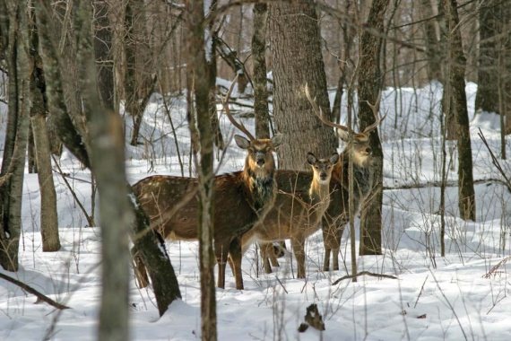 Иллюстрация к книге — Полосатая кошка, пятнистая кошка [i_058.jpg]