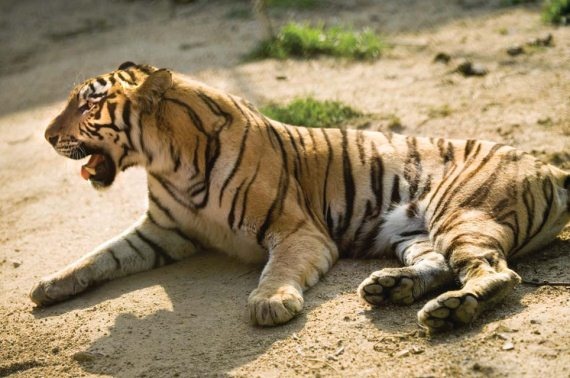 Иллюстрация к книге — Полосатая кошка, пятнистая кошка [i_059.jpg]