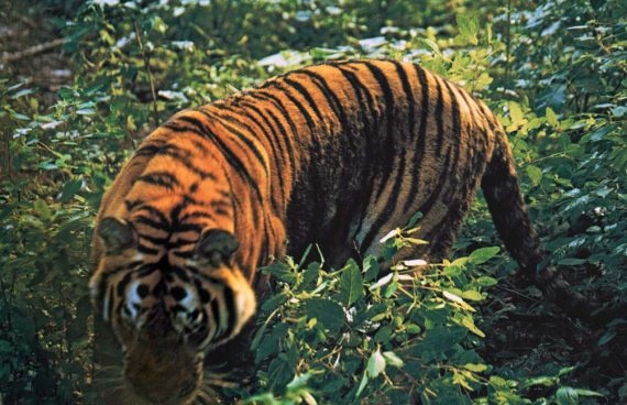 Иллюстрация к книге — Полосатая кошка, пятнистая кошка [i_060.jpg]