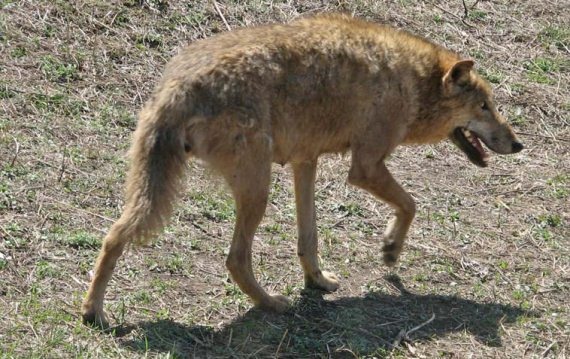 Иллюстрация к книге — Полосатая кошка, пятнистая кошка [i_066.jpg]