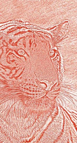 Иллюстрация к книге — Полосатая кошка, пятнистая кошка [i_067.jpg]