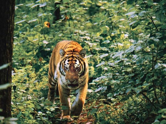 Иллюстрация к книге — Полосатая кошка, пятнистая кошка [i_071.jpg]