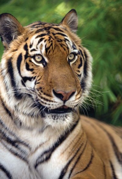 Иллюстрация к книге — Полосатая кошка, пятнистая кошка [i_102.jpg]