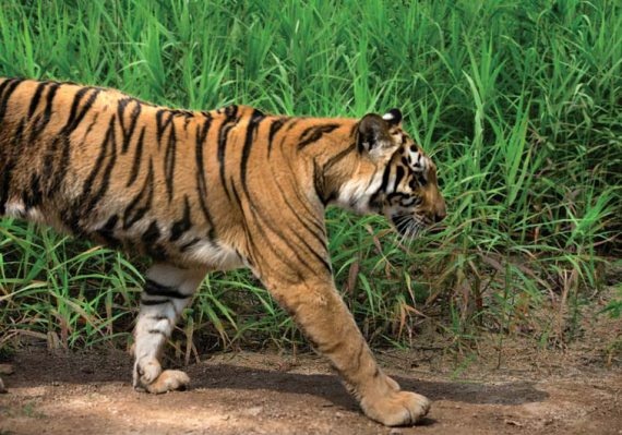 Иллюстрация к книге — Полосатая кошка, пятнистая кошка [i_109.jpg]