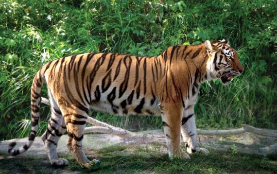 Иллюстрация к книге — Полосатая кошка, пятнистая кошка [i_111.jpg]