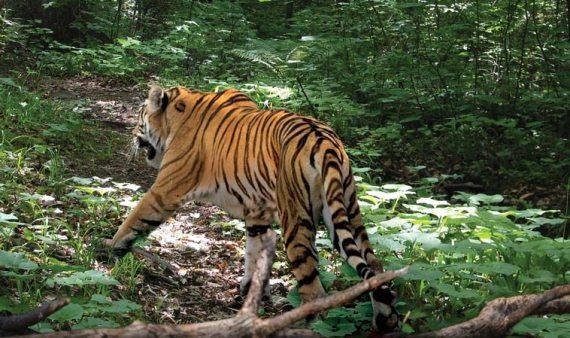 Иллюстрация к книге — Полосатая кошка, пятнистая кошка [i_113.jpg]