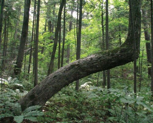 Иллюстрация к книге — Полосатая кошка, пятнистая кошка [i_116.jpg]