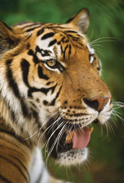 Иллюстрация к книге — Полосатая кошка, пятнистая кошка [i_126.jpg]