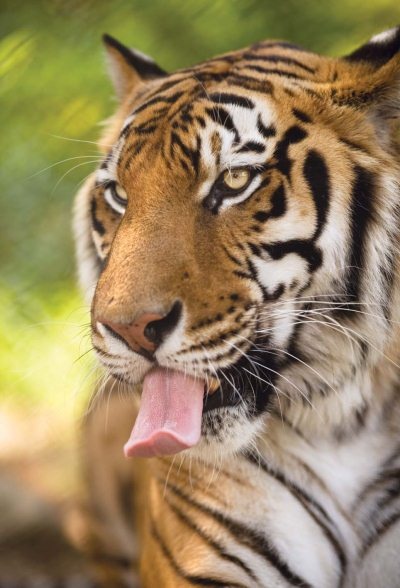 Иллюстрация к книге — Полосатая кошка, пятнистая кошка [i_131.jpg]