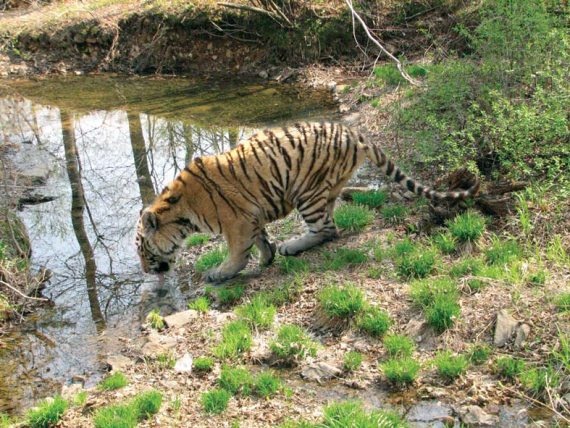 Иллюстрация к книге — Полосатая кошка, пятнистая кошка [i_134.jpg]