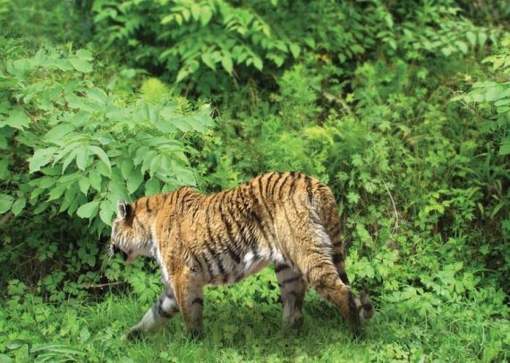 Иллюстрация к книге — Полосатая кошка, пятнистая кошка [i_136.jpg]