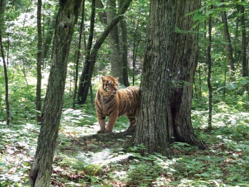 Иллюстрация к книге — Полосатая кошка, пятнистая кошка [i_137.jpg]