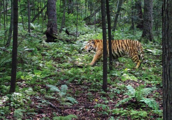 Иллюстрация к книге — Полосатая кошка, пятнистая кошка [i_140.jpg]