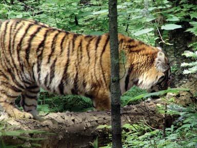 Иллюстрация к книге — Полосатая кошка, пятнистая кошка [i_141.jpg]