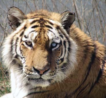 Иллюстрация к книге — Полосатая кошка, пятнистая кошка [i_143.jpg]